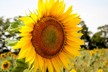 Obraz premium eine Nahaufnahme einer schönen gelben Sonnenblume