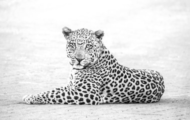 male leopard lying down towards left and facing viewer in high key