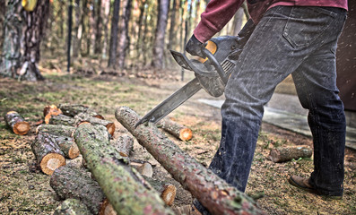  man cuts a tree into pieces at a forest