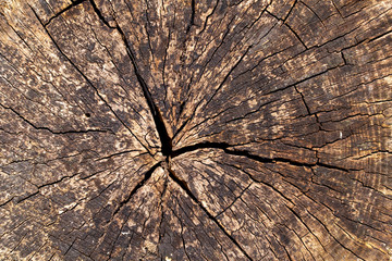 Wood texture of old cut tree trunk - wooden surface background

