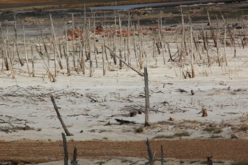 Drought, dead trees in Theewaterskloof Dam, Western Cape