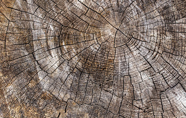 Wood texture of old cut tree trunk - wooden surface background
