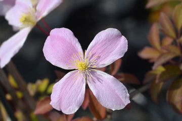 Clematis Fragrant Spring