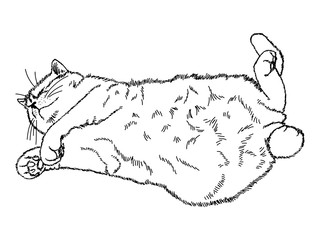 Drawing of a cute sleeping cat lying on its back with outstretched legs. Black and white illustration of an animal. Realistic image of an animal. Vector isolated characters line drawing illustration