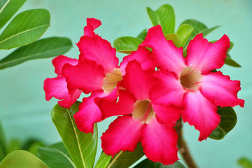 Bright pink adenium bouquet among green leaves