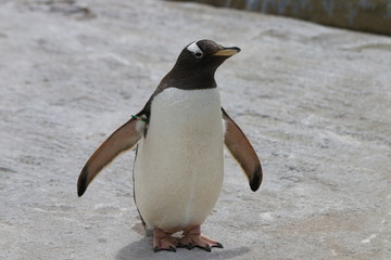 Penguin with wings extended
