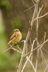 A whinchat (Saxicola rubetra) in a wet field