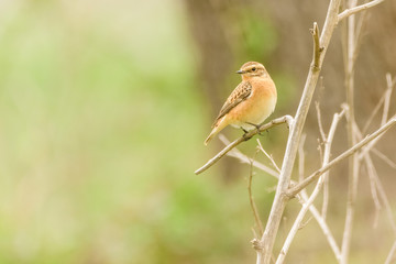 A whinchat (Saxicola rubetra) in a wet field
