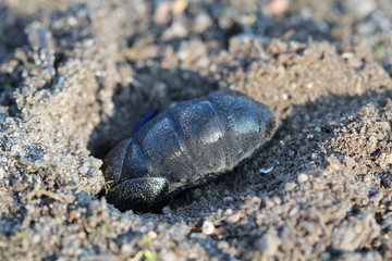 Ein schwarz blauer Ölkäfer buddelt sich eine Höhle. Ölkäfer sind giftig.