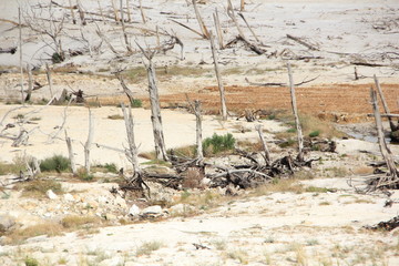 Drought, dead trees in Theewaterskloof Dam, Western Cape