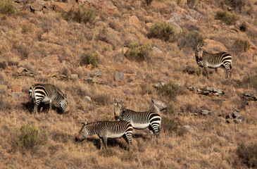 Obraz premium herd of mountain zebra on steep side of mountain