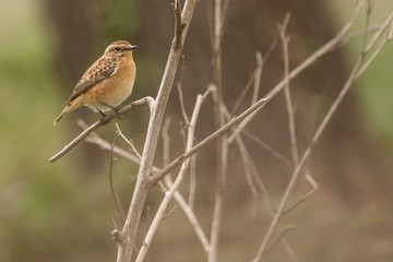 A whinchat (Saxicola rubetra) in a wet field