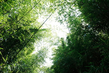 Fototapeta na wymiar 대나무 숲