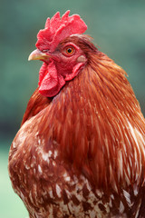 Close up head shot of red rooster against teal background