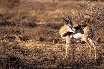 Springbok standing on rigth of image with head wrapped around towards right and copy space on left