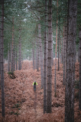 mountain biker in the forest