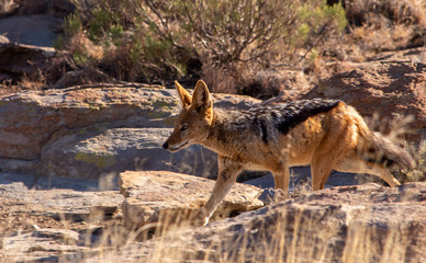 black backed jackel running towards left