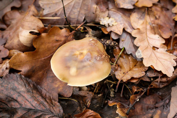 Nahaufnahme von den Pilzen im Herbstwald