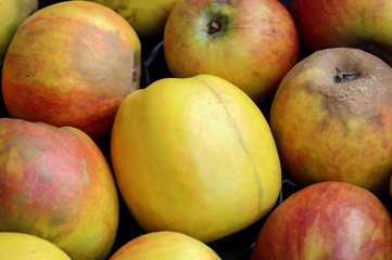 Viele Äpfel stehen nebeneinander in einer Schachtel zum Verkauf