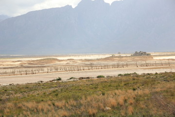 Drought, dead trees in Theewaterskloof Dam, Western Cape