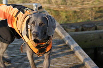 Weimaraner, Jagd, Hund, Natur, Tier, 