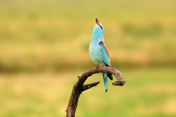 The European roller (Coracias garrulus) flowing pair on branch with green field in background.