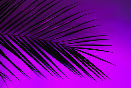 Thin leaf of a robelini palm tree in neon pink, purple and blue colors. modern background