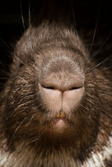 portrait d'un mignon nouveau-né de porc-épic dans une main 