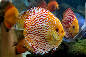 Diskusfische im Aquarium, Diskusfische sind Buntbarsche