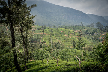 Naklejka premium Lo Sri Lanka e le mille sfumature dei suoi colori