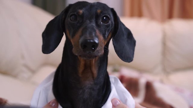 Black and tan dachshund wearing white shirt, sitting in front of owner.