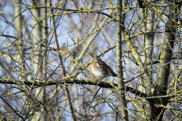 Ein Vogel sitzt im Winter im kargen Geäst eines Baumes