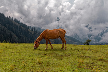 horse eating grass