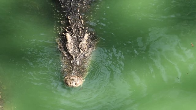 Siamese freshwater crocodile  in the water, The species is critically endangered and already extirpated from many regions. Close up of the eye and texture skin of Siamese freshwater.