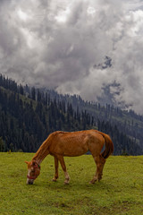 Fototapeta na wymiar Brown horse grazing in the field with beautiful clouds and trees in the background in Naran Pakistan