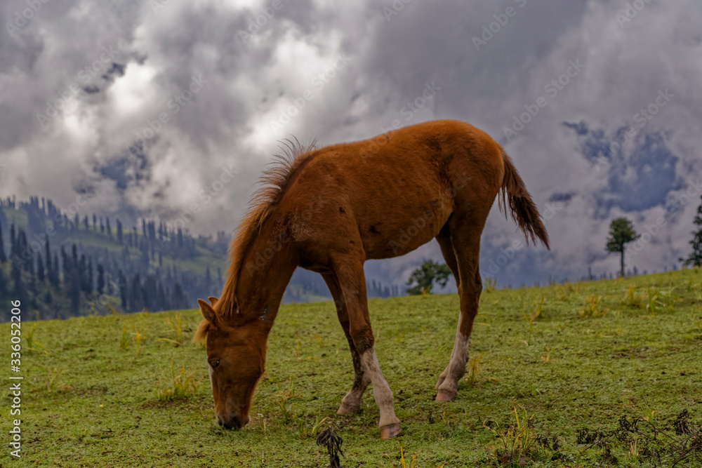 Wall mural horse in the meadow