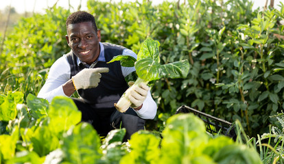 Naklejka na ściany i meble Satisfied man showing harvest of leaf beets