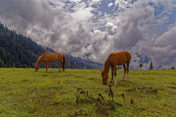 Two brown horses grazing in the mounains