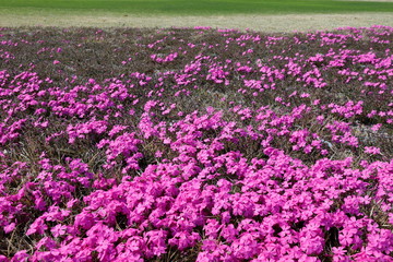 
꽃잔디가 보이는 아름다운 공원