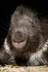 portrait d'un mignon nouveau-né de porc-épic dans une main 