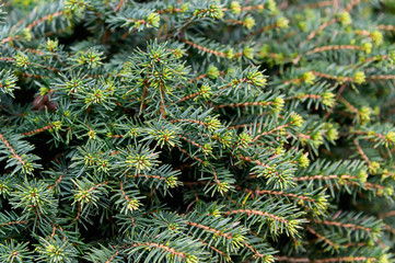 Background texture of a spruce branch for a Christmas card. Natural spruce branches.
