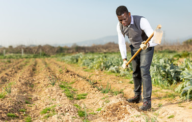 Male weeding scallion plants