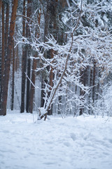 Branch covered in ice cold white frost in the winter. first frosts, cold weather, frozen water, frost and hoarfrost. Winter forest in the sun swept by snow