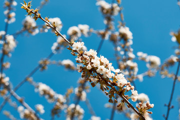 Close up white plum flowers tree blue sky in spring time