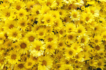 Fototapeta premium Yellow chrysanthemum background in autumn in October. Beautiful romantic floral background of chrysanthemums.