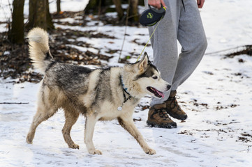 A man walks with a dog in the winter in the Park. Dog walking in winter.