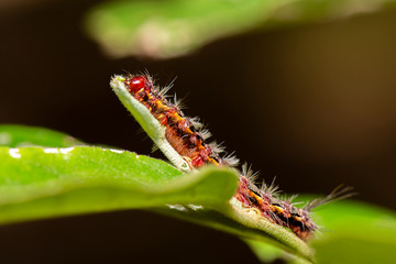 Ardices Canescens Caterpillar also known as the Light Ermine or Dark-spotted Tiger Moth