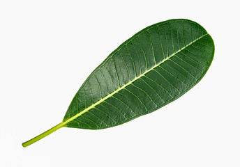 Fototapeta premium tropical foliage plant leaves isolated on white background