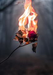 Rose en feu sur fond de for&ecirc;t