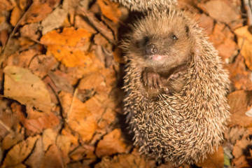 portrait d'un mignon hérisson en boule dans des feuilles d'Automne  